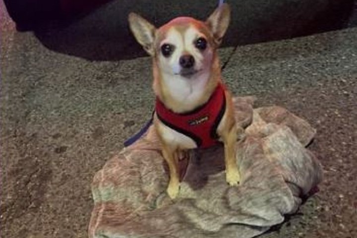 Man arrested in Oshawa for allegedly stealing car with Chihuahua inside