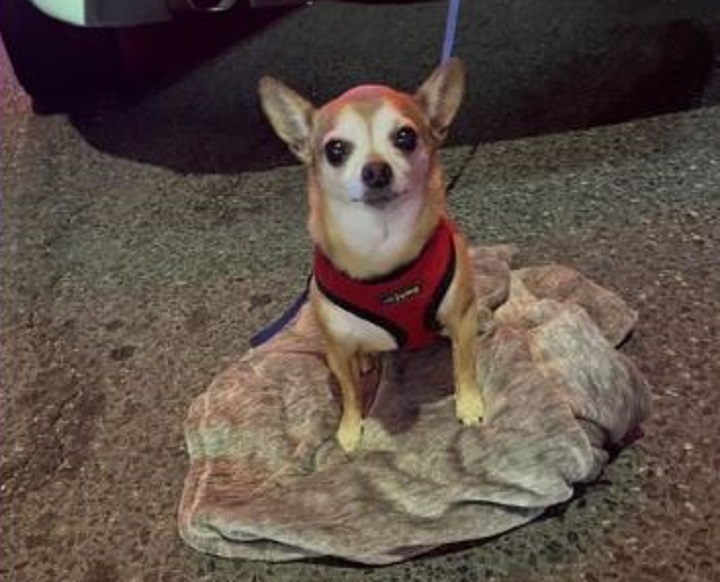Police say Lulu the Chihuahua was inside the vehicle when it was stolen.