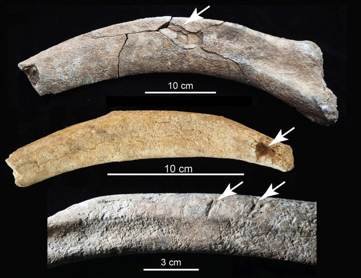 The top rib may have been fractured by blunt force; the middle rib shows a puncture wound which could have been made with a tool; and the bottom rib shows chopping marks.