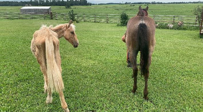 Marvin the horse (L) was removed from an Alberta property and brought into the care of the Alberta SPCA on July 12, 2022.