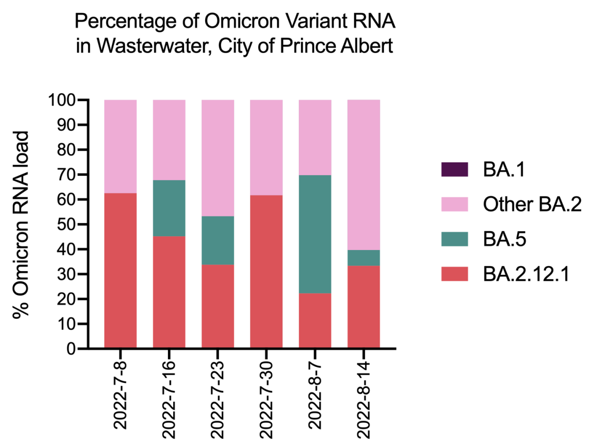 The report said this graph shows the percentage of Omicron variant RNA found in the wastewater in Prince Albert.