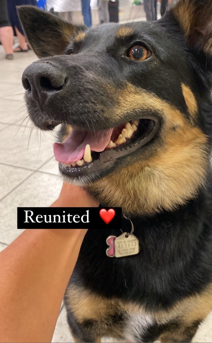 Cleo reunited with owner at Calgary airport