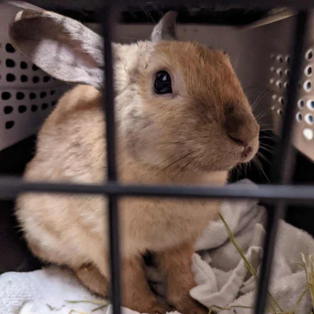 FILE: BC SPCA rabbits seized