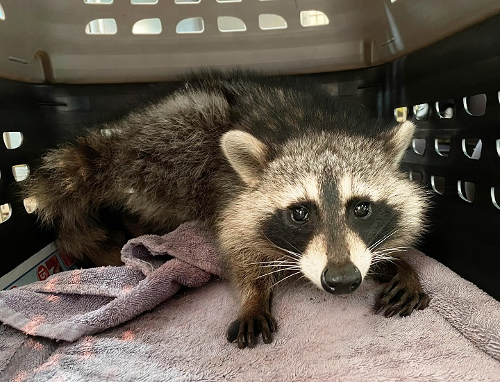 Young raccoon rescued after being poisoned in Toronto.