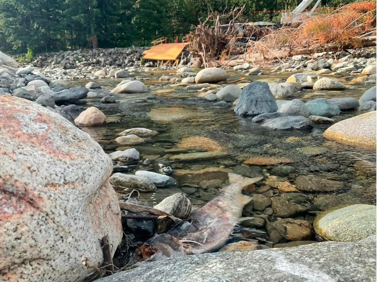 A dead salmon is seen by the Trans Mountain pipeline expansion worksite on the Coquihalla River in Hope, B.C.