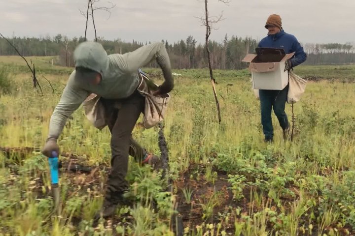 Quebecer breaks Guinness world record, planting more than 23K trees in 24 hours