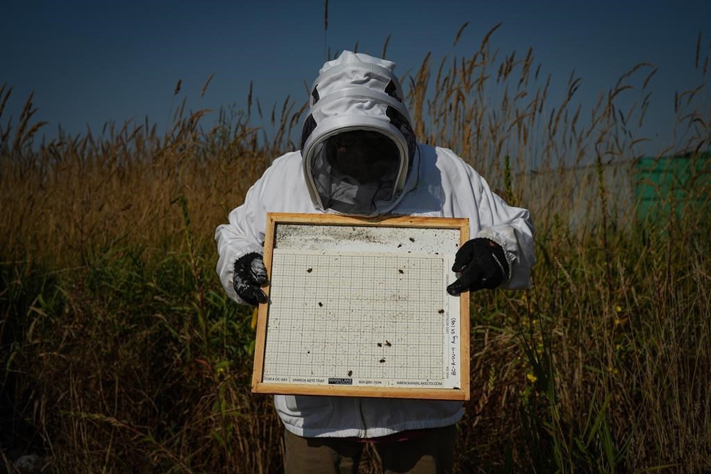 Jorge E. Macias-Samano, a research scientist at Simon Fraser University, holds a varroa mite trap that was removed from a bee hive at an experimental apiary, in Surrey, B.C., on Wednesday, Aug. 31, 2022.