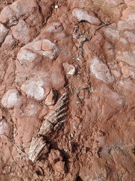 A fossil is seen in an undated handout photo. Lisa Cormier, a school teacher from Prince Edward Island, was walking down a familiar path on the beach at Cape Egmont with her dog looking for sea glass, as she had for years, when she spotted the fossil, which looked like intertwined branches. THE CANADIAN PRESS/HO-Lisa Cormier.