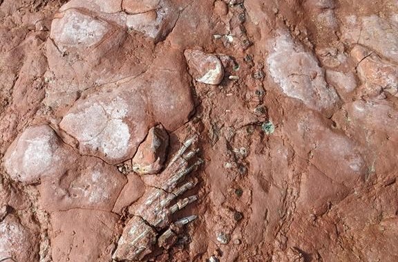 Fossil found at PEI older than first dinosaur to walk on Earth