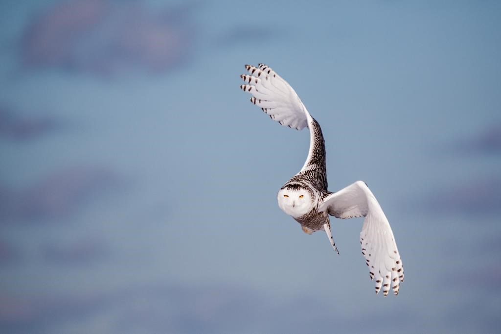 Това е едно от най величествените и емблематични животни в