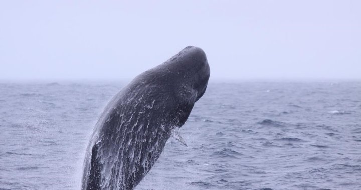 Sperm whales’ clicking dialects are evidence of ‘non human culture,’ say scientists