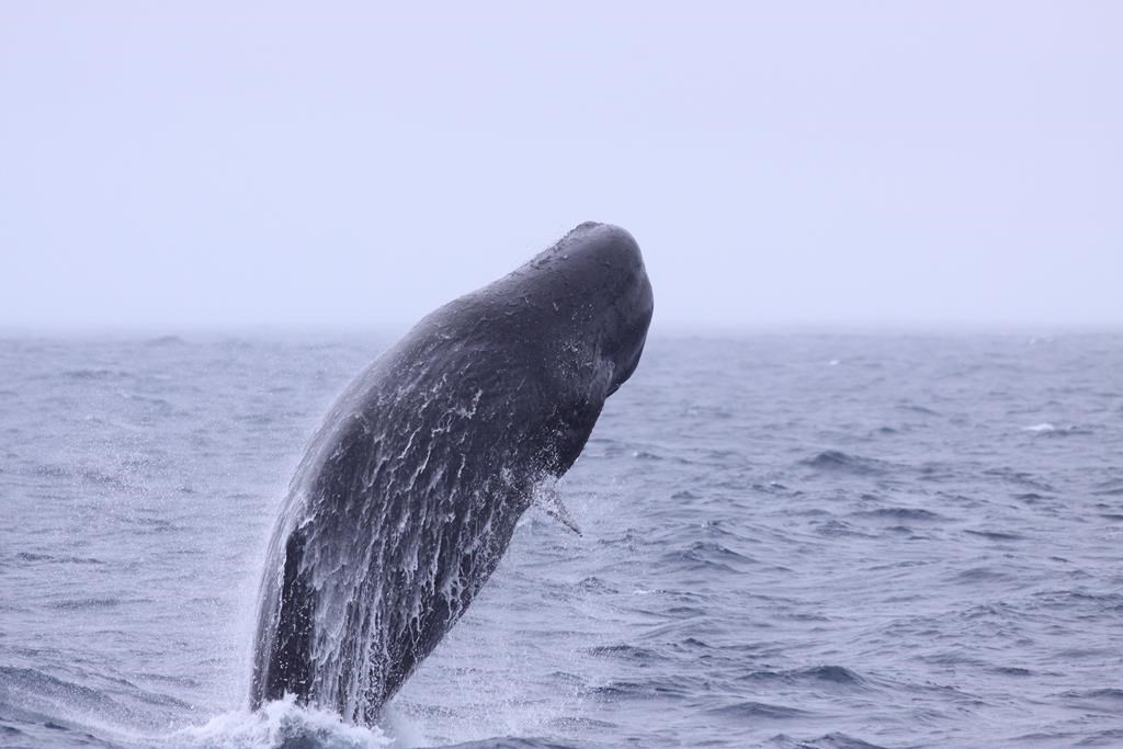 A female sperm whale is seen breaching the water off the Galapagos Islands, Ecuador, in a May 9, 2014, handout photo.