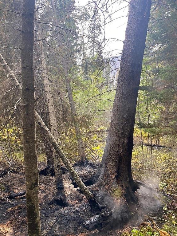 A burnt tree is shown in this handout image provided by the BC Wildfire Service at the wildfire burning west of Hudson's Hope, in northeast B.C., on Sunday Sept. 18, 2022.