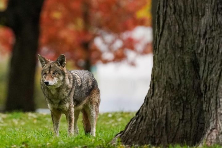 A coyote walks through Coronation Park in Toronto on Wednesday, November 3, 2021. THE CANADIAN PRESS/Evan Buhler.