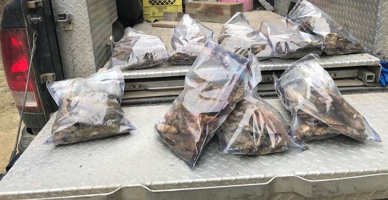 A photo showing scores of bear paws that were found by a family on a weekend hike in B.C.’s Shuswap region one year ago. The COS says the person responsible was cooperative and made a substantial donation that was much greater than the $115 fine for littering.