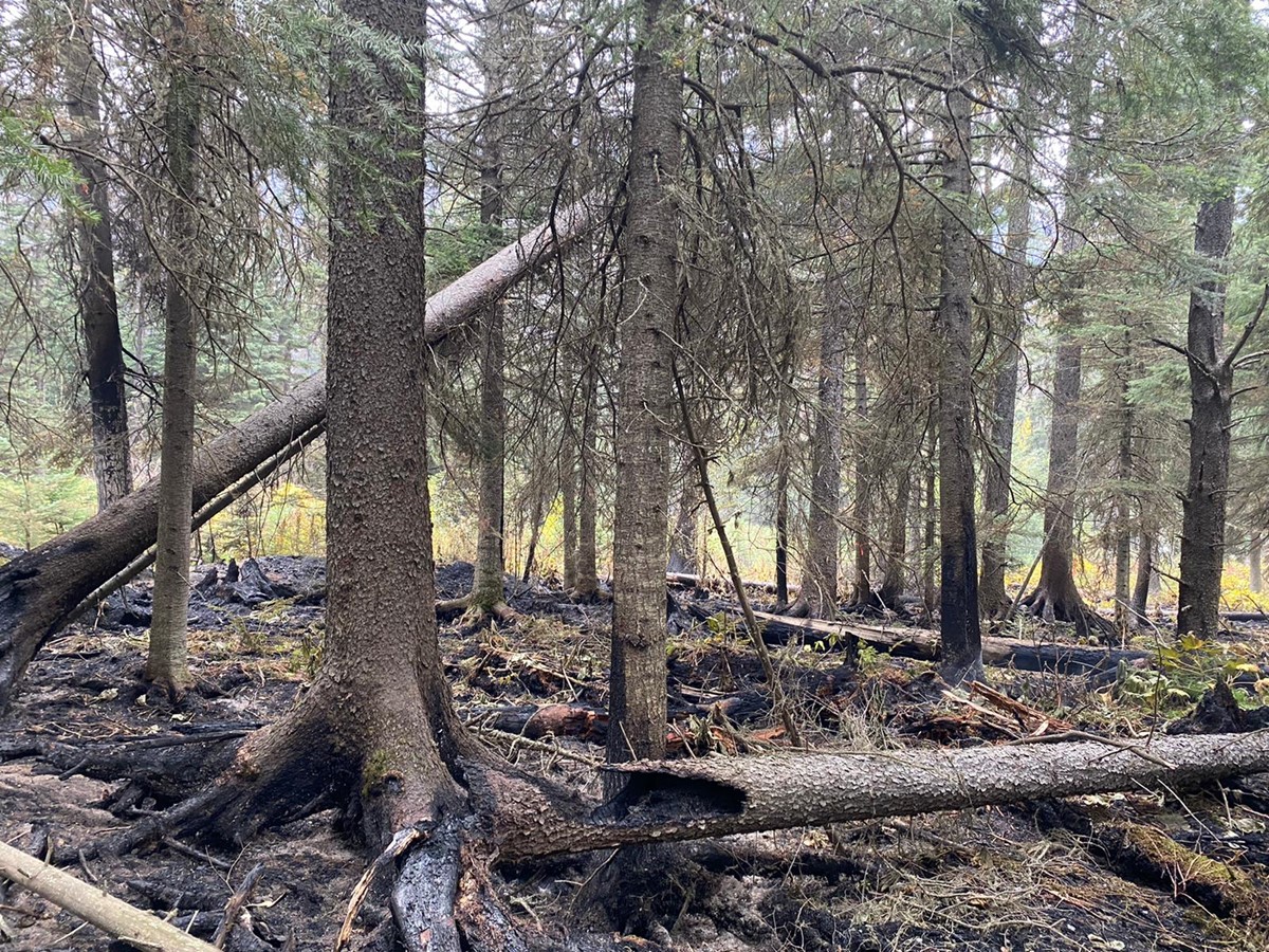 A photo showing some of the burned trees in the Battleship Mountain wildfire in northern B.C., near Hudson’s Hope.