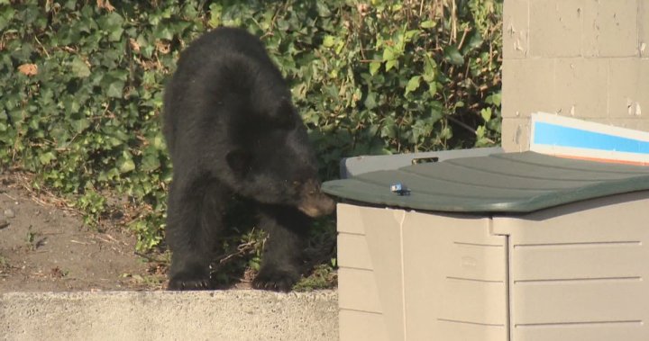 На фона на нарастващите смъртни случаи на мечки, призивите за по-голям надзор на B.C. служители по опазването на природата