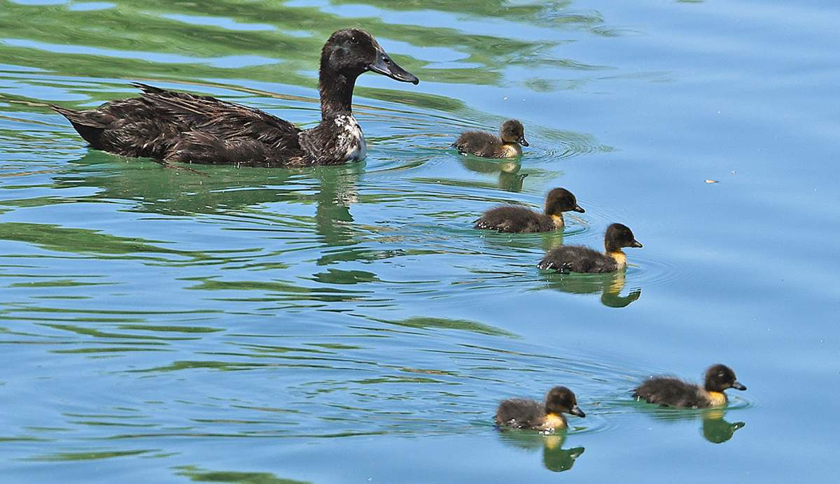 A mother duck and her ducklings cruise along a in the West Main Canal on Mon, Jun 6, 2022, in Yuma, Ariz.