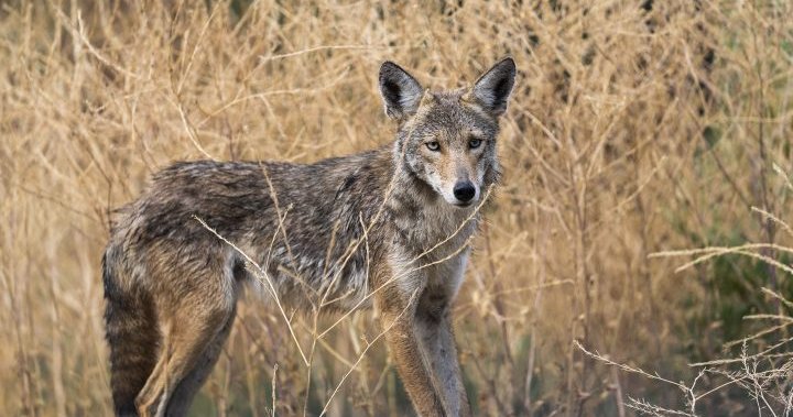 Coyote attacks continue in Burlington, Ont. as city reports 7th incident