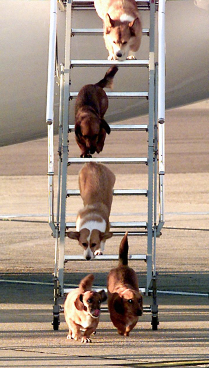A file photo dated to 1998 shows the Queen's dogs leaving an aircraft of The Queen's Flight at Heathrow Airport after flying from Aberdeen with Queen Elizabeth II.