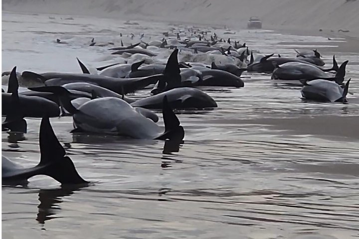 Hundreds of whales beached in 2nd mass stranding event to hit Australia this week