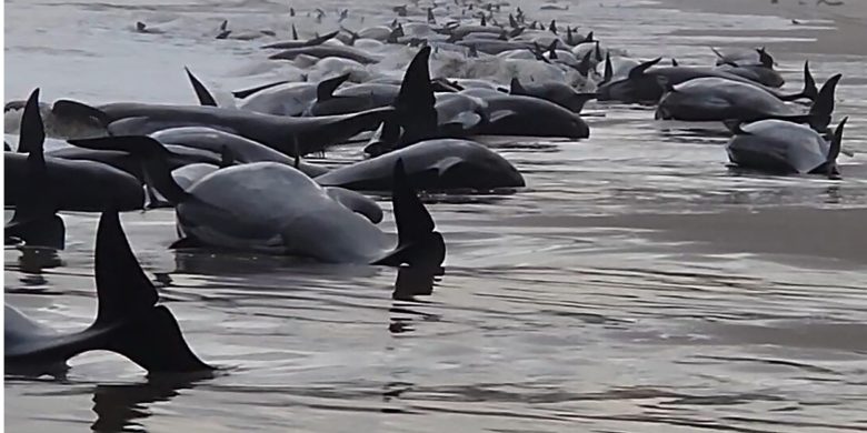 Hundreds of whales beached in 2nd mass stranding event to hit Australia this week