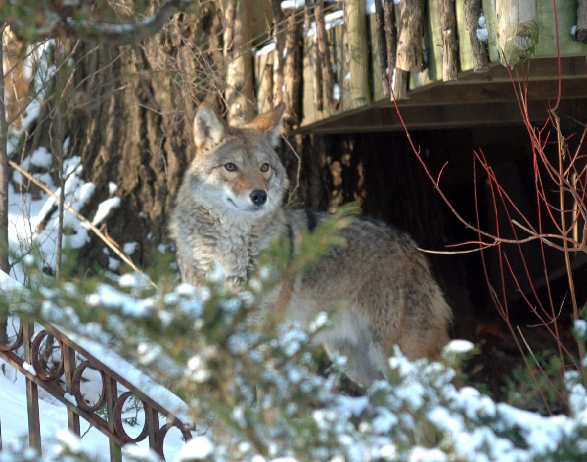 A coyote standing, partially obscured by the branch of a tree, in a snowy setting.