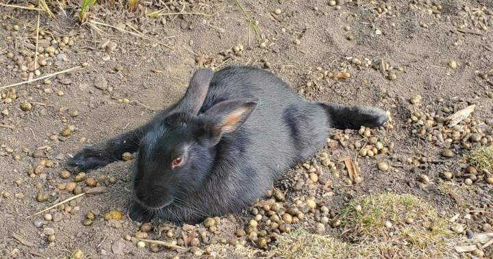 ‘Nasty virus’ may be to blame for mass die off of Calgary’s feral ...