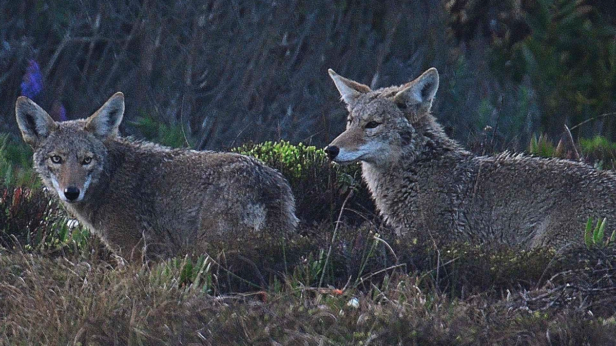  A pair of coyotes hunting at dawn. (Credit Image: © Rory Merry/ZUMA Wire).