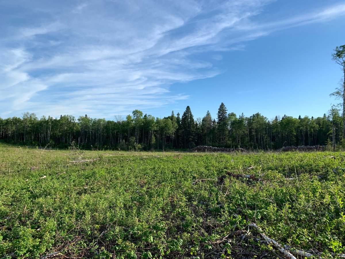 More than 50 per cent of Saskatchewan is covered in forests, and in 2021, the provinces forest products sales exceeded $1.8 billion, a record for the province, and more than 60 per cent of forest products were exported globally.