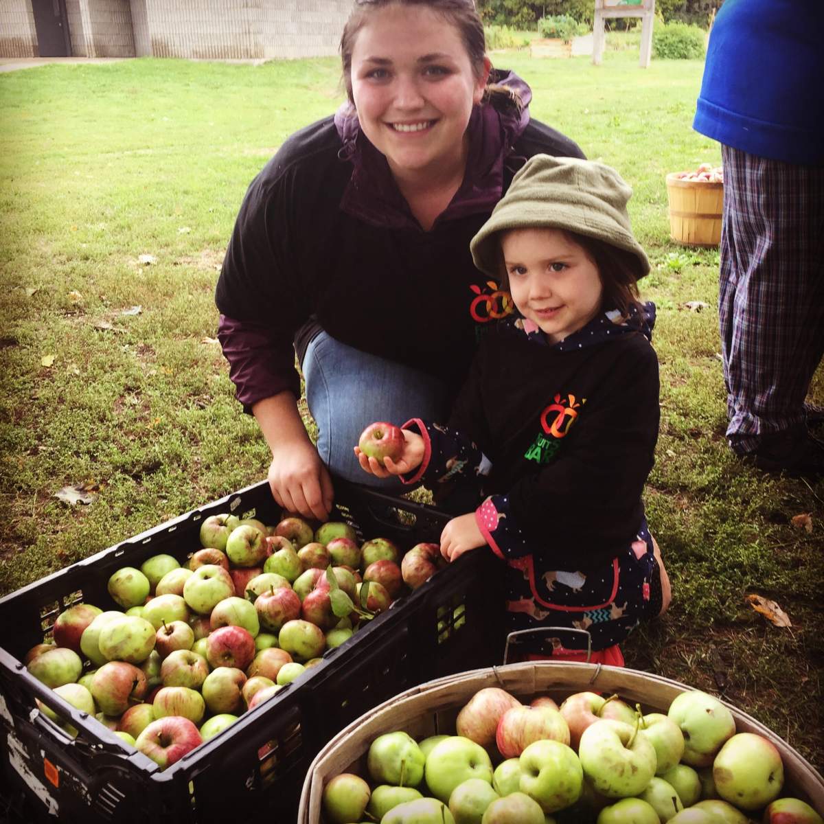 Living Green Barrie harvesting fruit from community apple trees