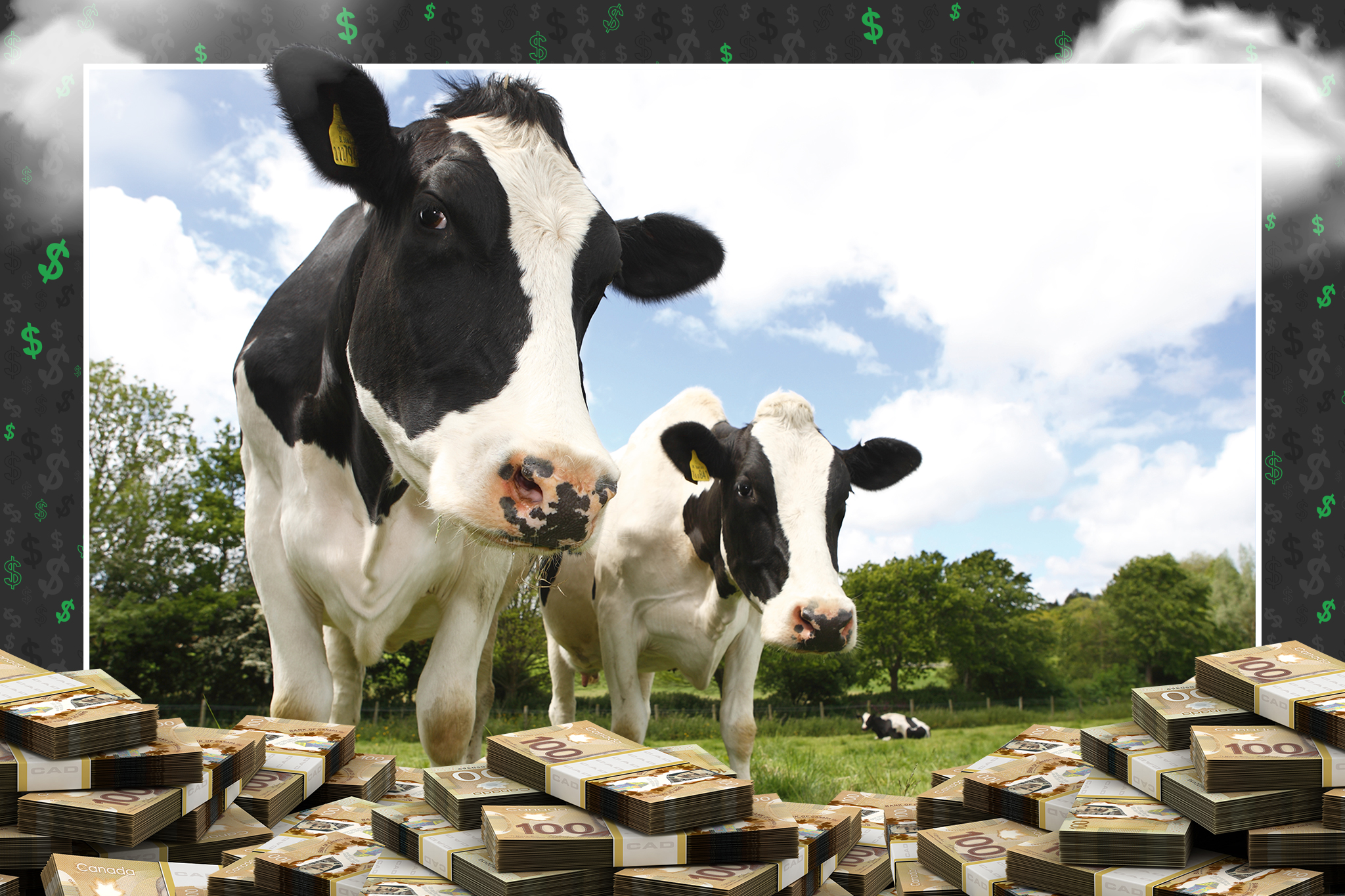 Milk mystery: As prices soar, dairy farmers plead poverty