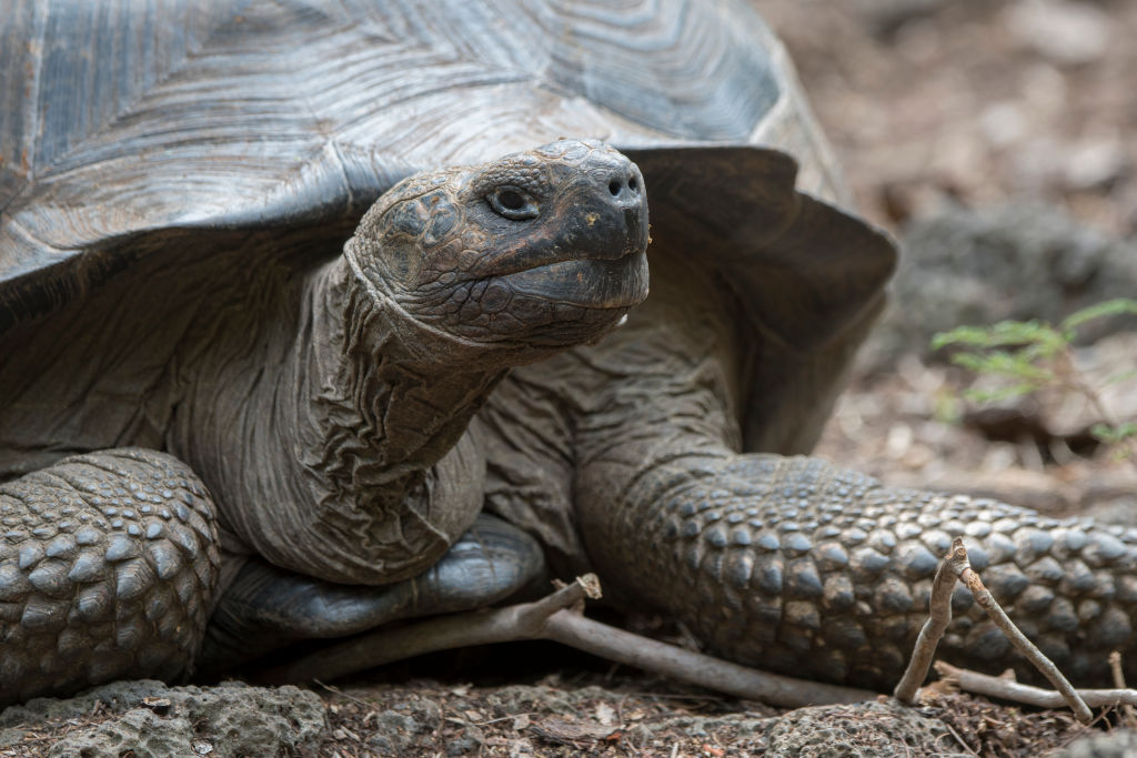 Close-up of a giant Galapagos tortoise (Geochelone elephantopus) in the highlands of Santa Cruz Island in the Galapagos Islands, Ecuador.