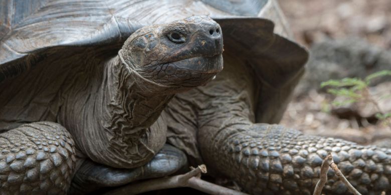 Endangered Galapagos tortoises hunted, 'slaughtered' for meat, officials fear