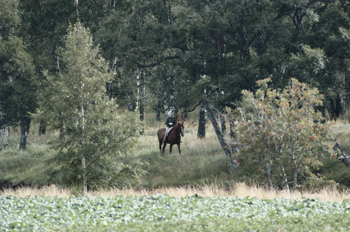 Queen Elizabeth II horse riding on the Balmoral estate, Scotland, Great Britain, September 1982.