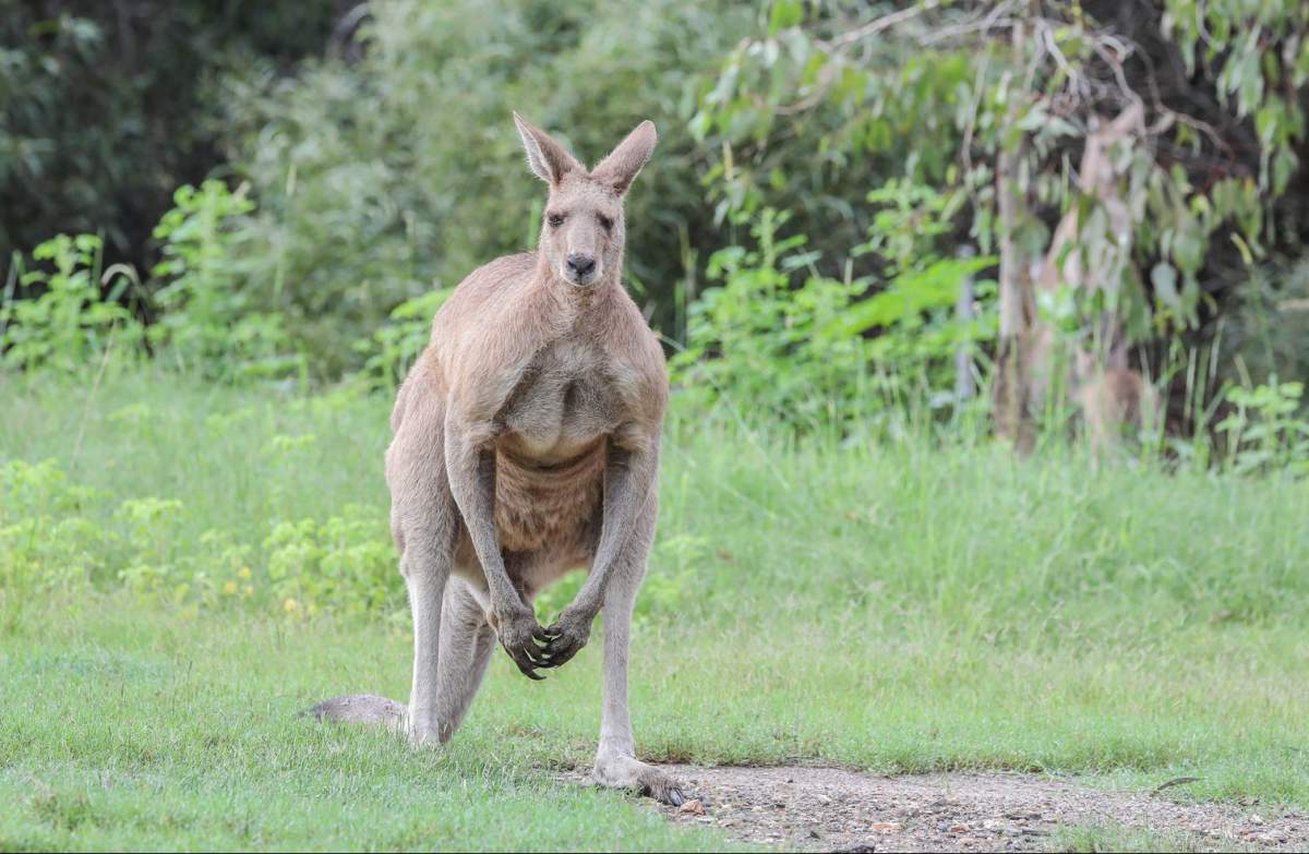 A large kangaroo standing in a field looking directly at the camera.