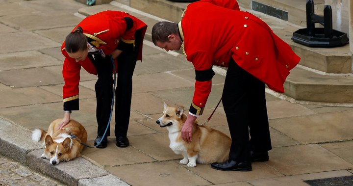 The queen’s beloved corgis and pony brought out to say goodbye during funeral