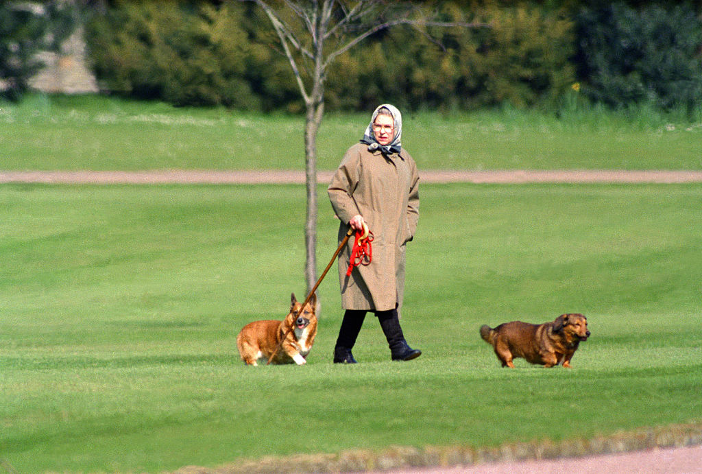 Queen Elizabeth II walking her dogs at Windsor Castle, on April 2, 1994 in Windsor, United Kingdom.