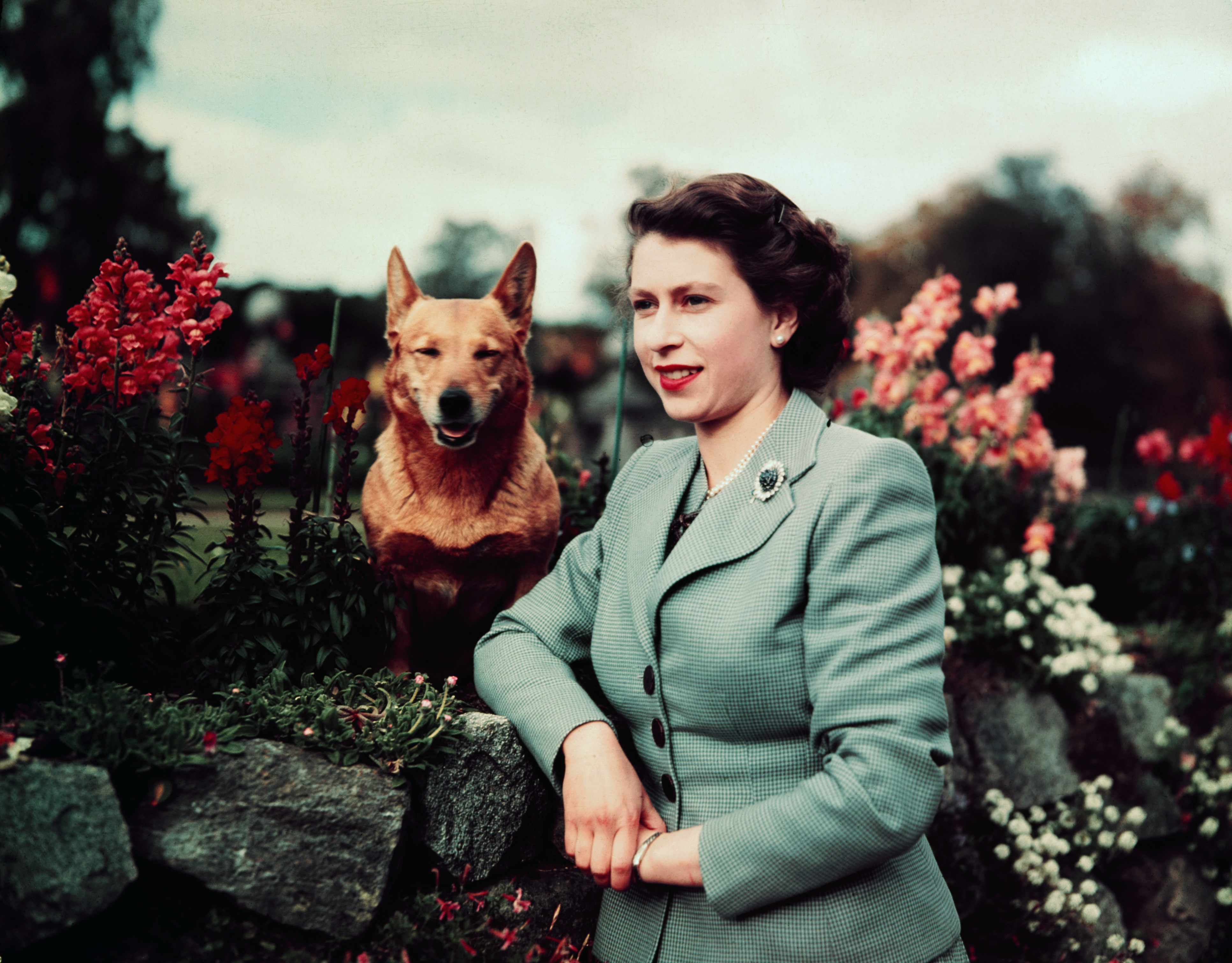 Queen Elizabeth II of England at Balmoral Castle with one of her Corgis, 28th September 1952.