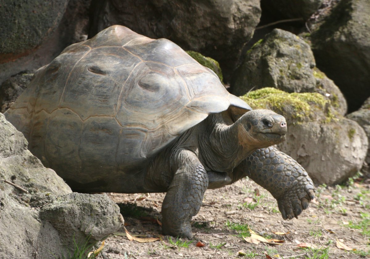 15 giant Galápagos tortoises found slaughtered