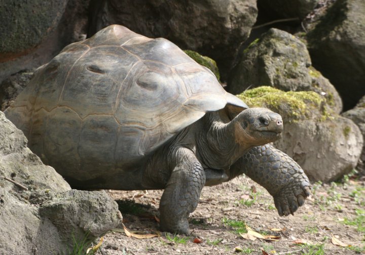 Endangered Galapagos tortoises hunted, ‘slaughtered’ for meat ...