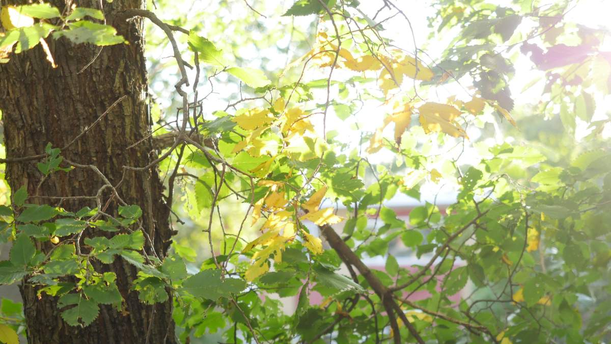 Fall foliage in Regina, Saskatchewan.