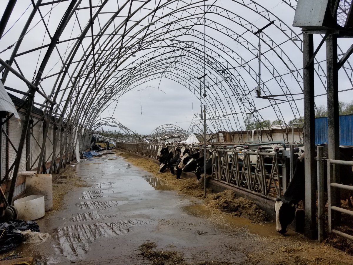 Logan Jewell's dairy cow barn lost its roof during Fiona