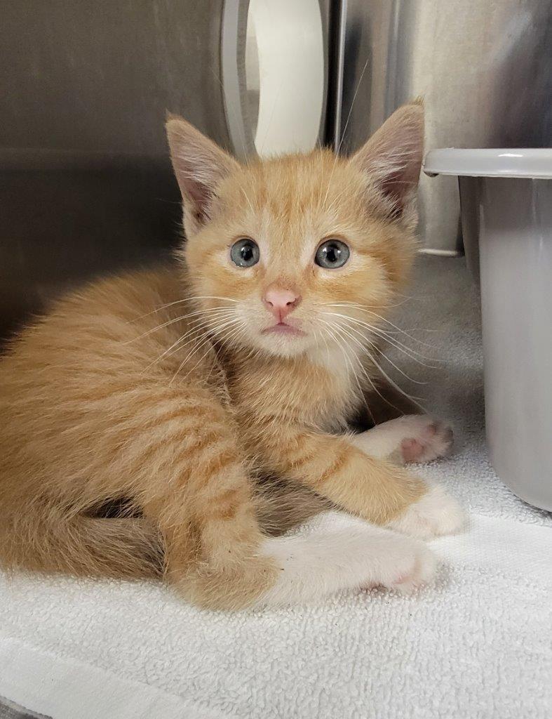 BC SPCA kitten