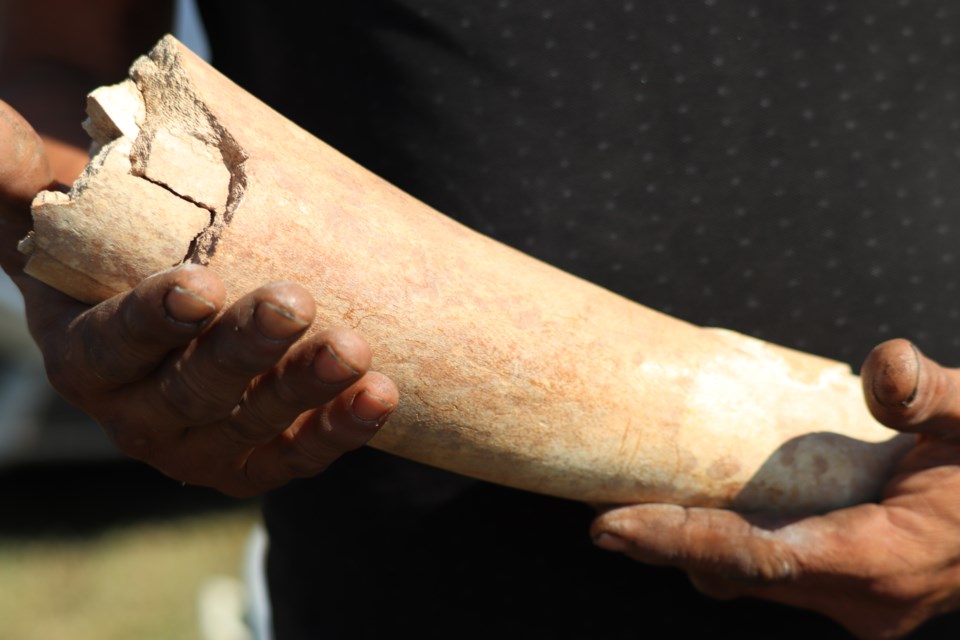 A mammoth tusk found by Jarrod Cardinal on the Saddle Lake Cree Nation, Alta. in September 2022.