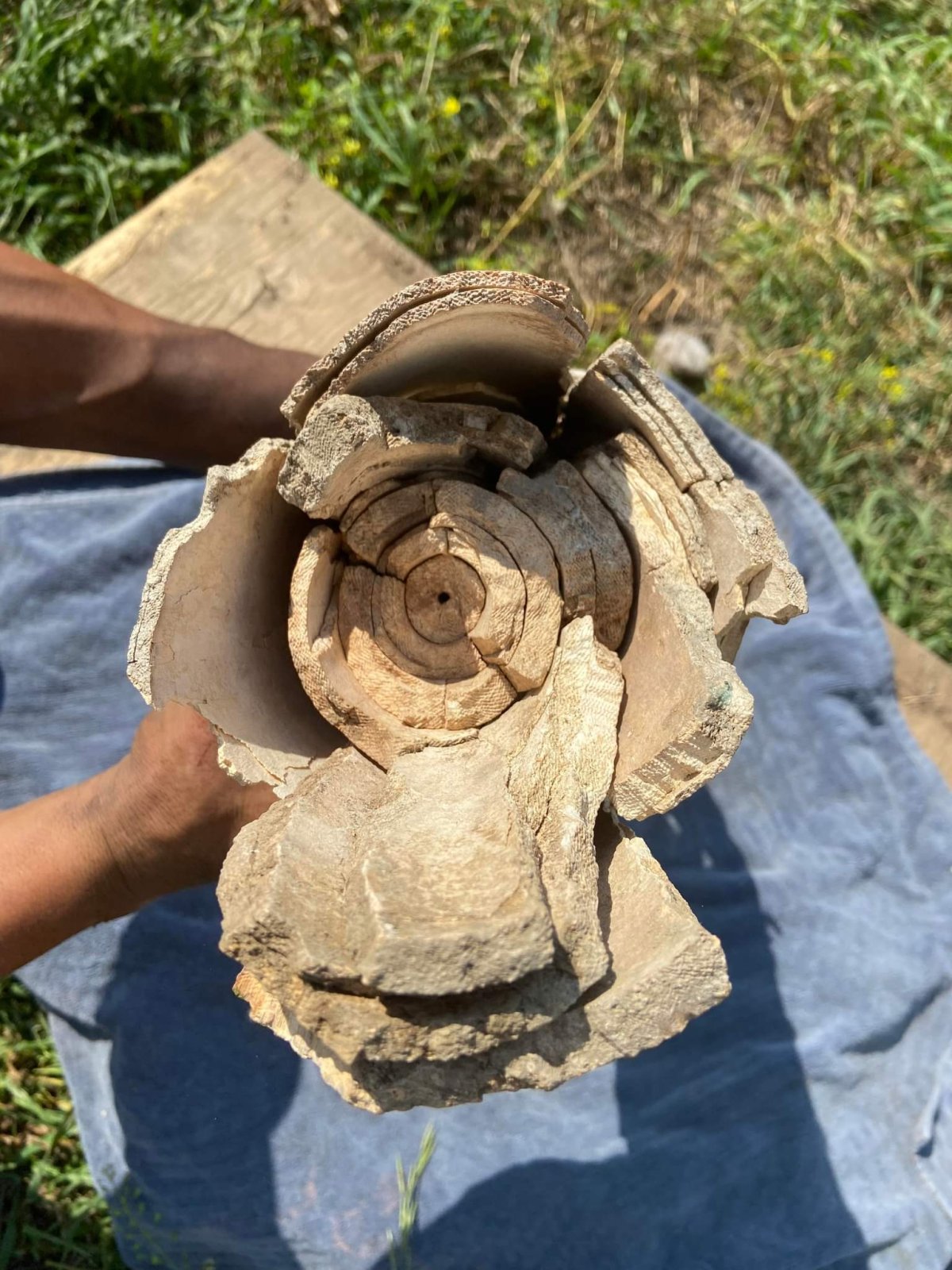 Alberta man discovers prehistoric mammoth tusk in yard on Saddle Lake Cree  Nation | Globalnews.ca