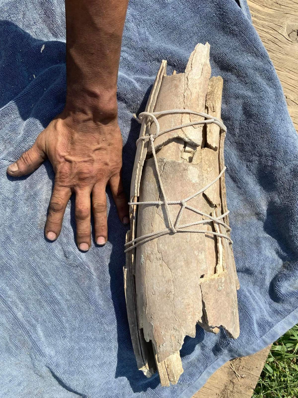 A mammoth tusk found by Jarrod Cardinal on the Saddle Lake Cree Nation, Alta. in September 2022.