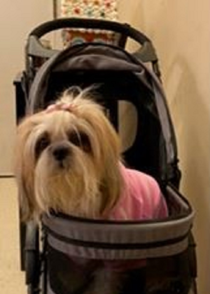 Brown Shih Tzu named Mari.