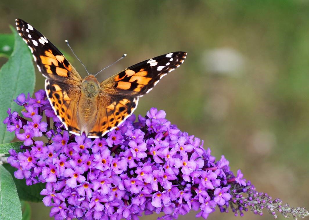 Hamilton charity to hold fundraiser and butterfly release for World Suicide Prevention Day - image