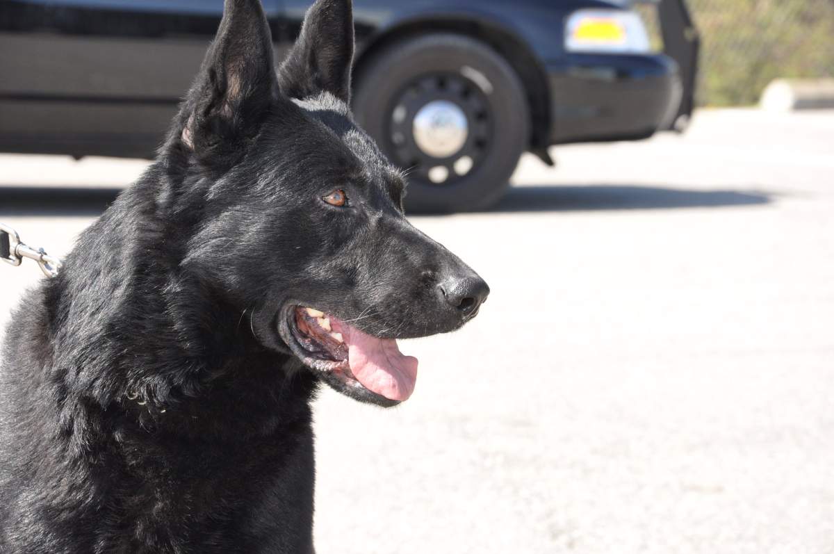 Mysen, a police service dog from the Central Okanagan will compete in Alberta against other police dogs and their handlers from across Canada.
